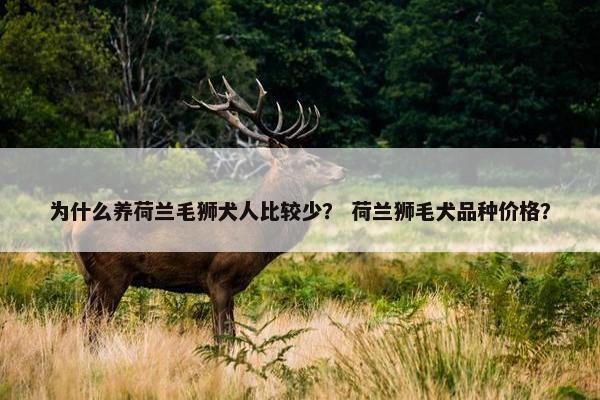 为什么养荷兰毛狮犬人比较少？ 荷兰狮毛犬品种价格？