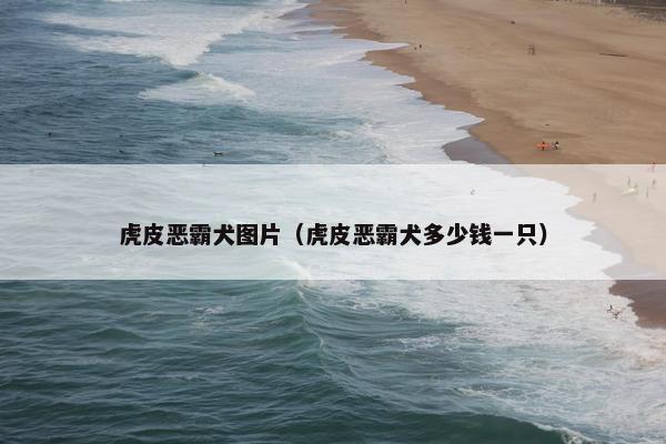 虎皮恶霸犬图片（虎皮恶霸犬多少钱一只）