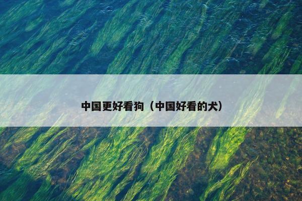 中国更好看狗（中国好看的犬）