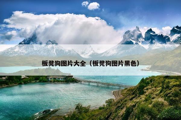 板凳狗图片大全（板凳狗图片黑色）