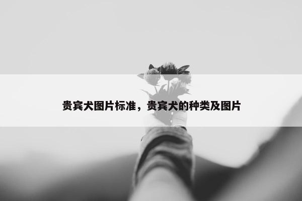 贵宾犬图片标准，贵宾犬的种类及图片