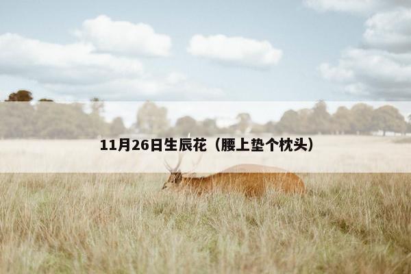 11月26日生辰花（腰上垫个枕头）