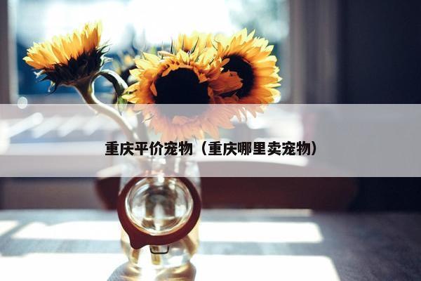 重庆平价宠物（重庆哪里卖宠物）