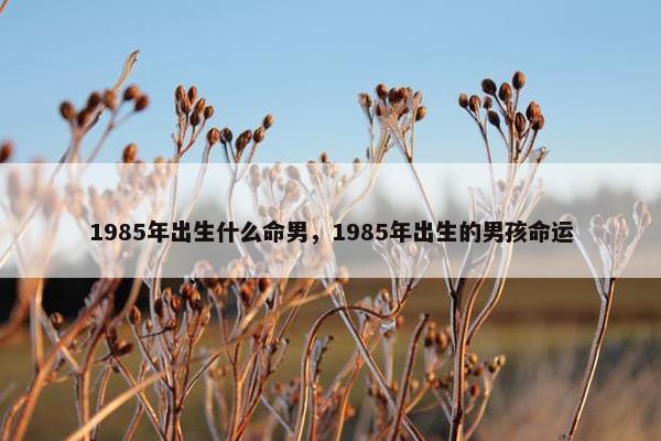 1985年出生什么命男，1985年出生的男孩命运