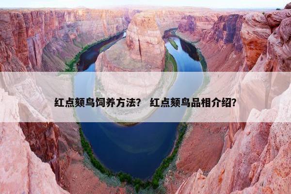 红点颏鸟饲养方法？ 红点颏鸟品相介绍？