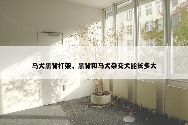 马犬黑背打架，黑背和马犬杂交犬能长多大