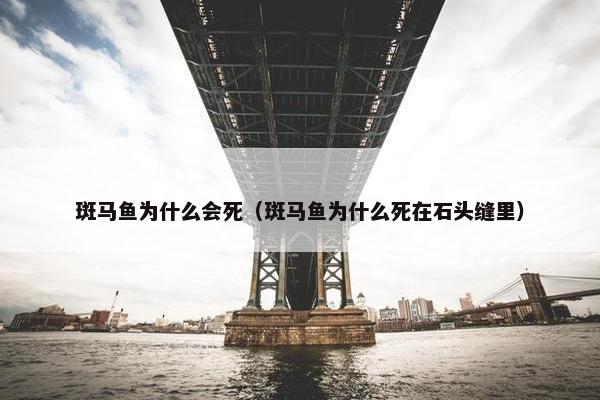 斑马鱼为什么会死（斑马鱼为什么死在石头缝里）