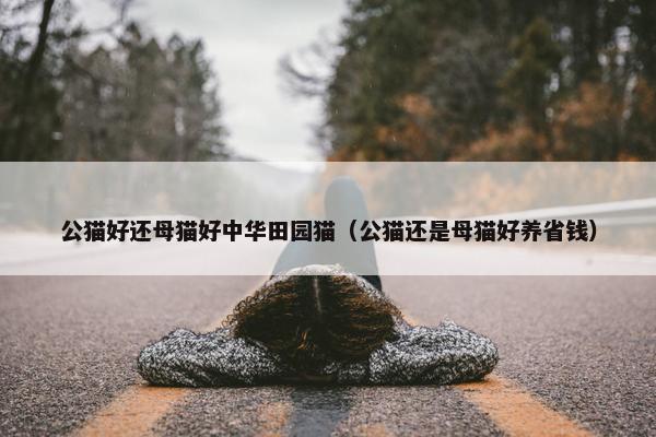 公猫好还母猫好中华田园猫（公猫还是母猫好养省钱）