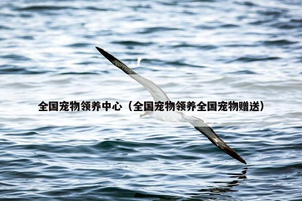 全国宠物领养中心（全国宠物领养全国宠物赠送）