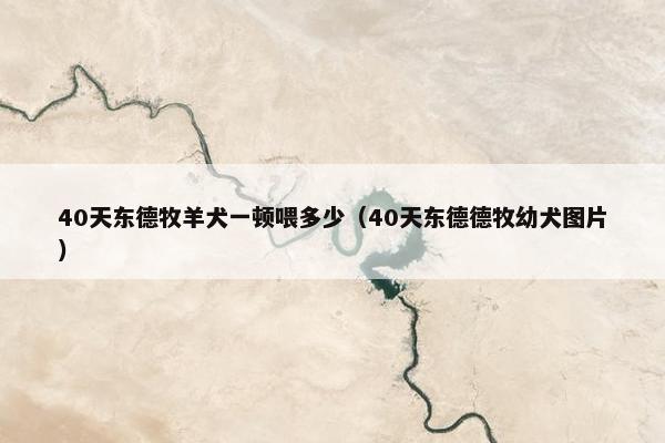 40天东德牧羊犬一顿喂多少（40天东德德牧幼犬图片）