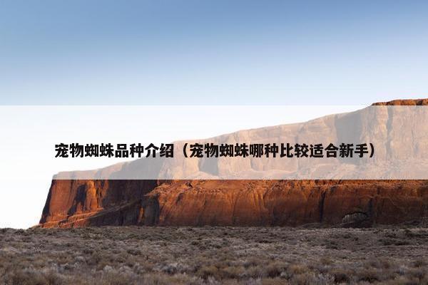 宠物蜘蛛品种介绍（宠物蜘蛛哪种比较适合新手）