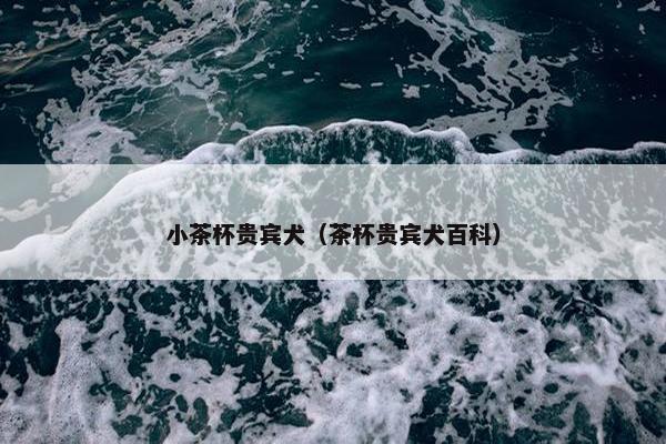 小茶杯贵宾犬（茶杯贵宾犬百科）