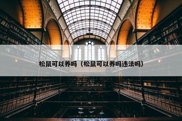 松鼠可以养吗（松鼠可以养吗违法吗）