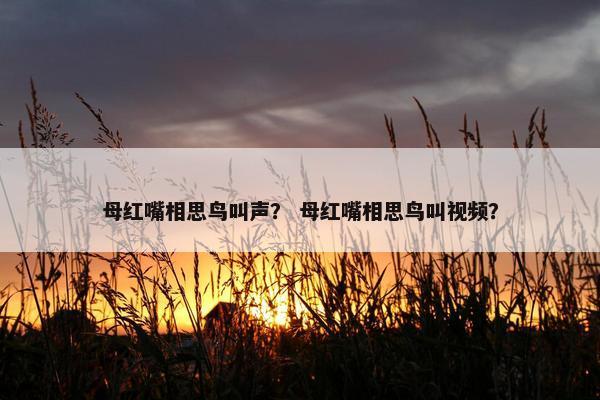 母红嘴相思鸟叫声？ 母红嘴相思鸟叫视频？