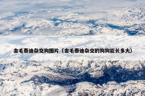 金毛泰迪杂交狗图片（金毛泰迪杂交的狗狗能长多大）