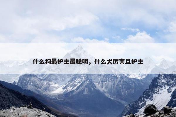 什么狗最护主最聪明，什么犬厉害且护主