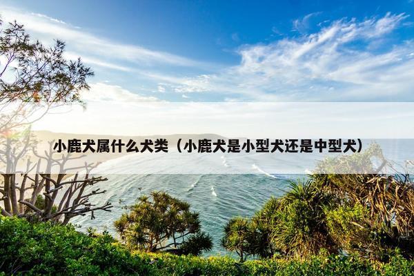 小鹿犬属什么犬类（小鹿犬是小型犬还是中型犬）