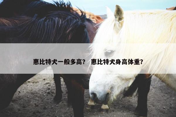 惠比特犬一般多高？ 惠比特犬身高体重？