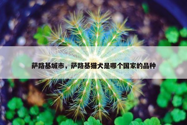 萨路基城市，萨路基猎犬是哪个国家的品种
