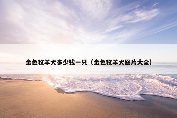 金色牧羊犬多少钱一只（金色牧羊犬图片大全）