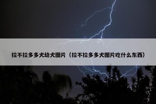 拉不拉多多犬幼犬图片（拉不拉多多犬图片吃什么东西）