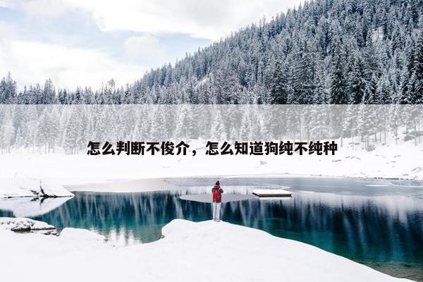 怎么判断不俊介，怎么知道狗纯不纯种