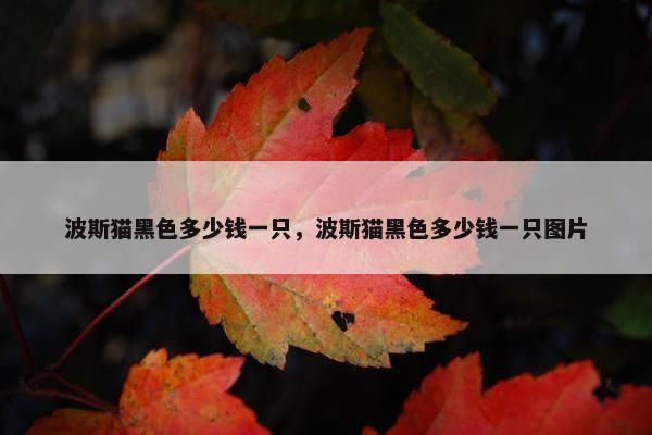 波斯猫黑色多少钱一只，波斯猫黑色多少钱一只图片