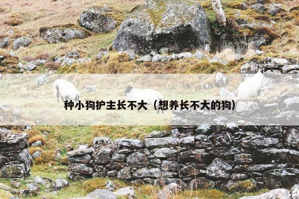 种小狗护主长不大（想养长不大的狗）