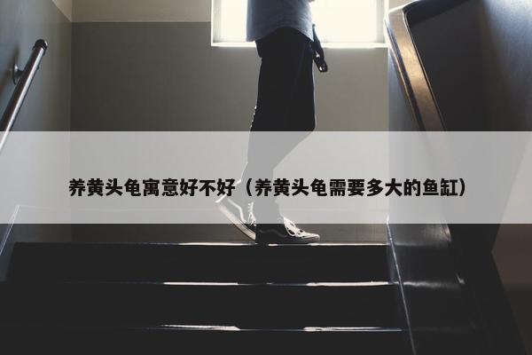养黄头龟寓意好不好（养黄头龟需要多大的鱼缸）