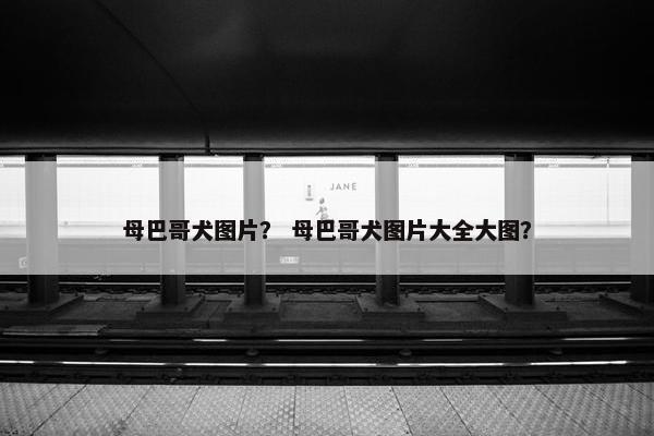 母巴哥犬图片？ 母巴哥犬图片大全大图？