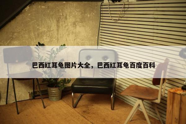 巴西红耳龟图片大全，巴西红耳龟百度百科