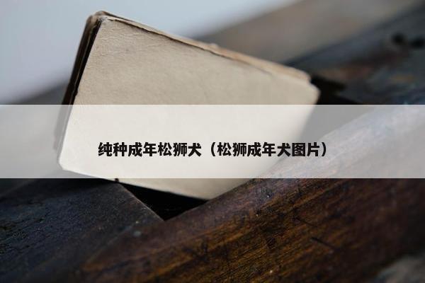 纯种成年松狮犬（松狮成年犬图片）