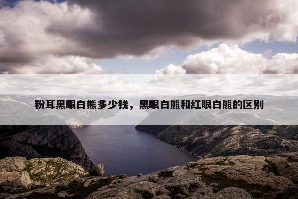粉耳黑眼白熊多少钱，黑眼白熊和红眼白熊的区别
