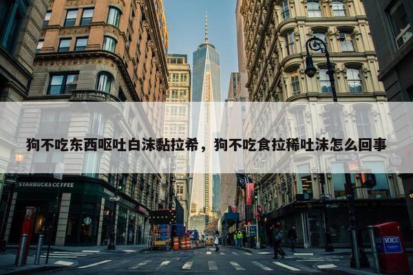 狗不吃东西呕吐白沫黏拉希，狗不吃食拉稀吐沫怎么回事