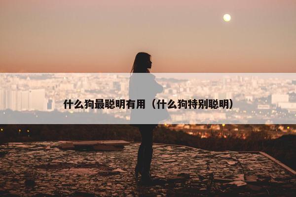 什么狗最聪明有用（什么狗特别聪明）