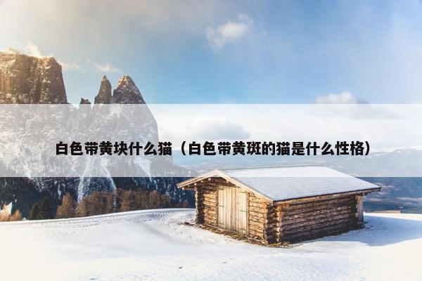 白色带黄块什么猫（白色带黄斑的猫是什么性格）