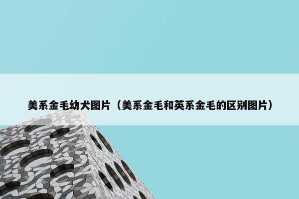 美系金毛幼犬图片（美系金毛和英系金毛的区别图片）