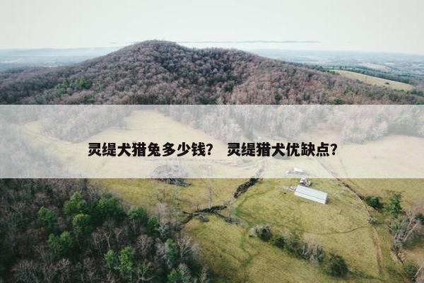 灵缇犬猎兔多少钱？ 灵缇猎犬优缺点？