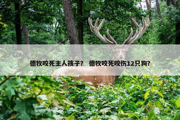 德牧咬死主人孩子？ 德牧咬死咬伤12只狗？