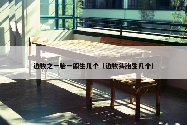 边牧之一胎一般生几个（边牧头胎生几个）