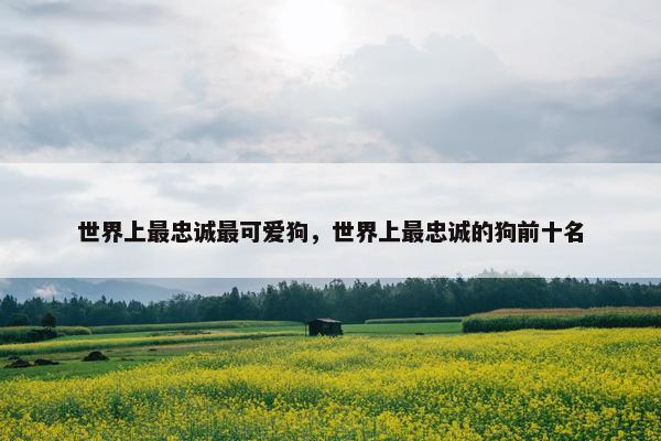 世界上最忠诚最可爱狗，世界上最忠诚的狗前十名