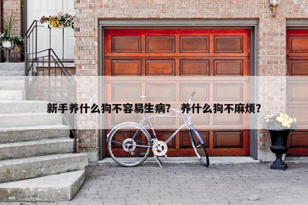 新手养什么狗不容易生病？ 养什么狗不麻烦？