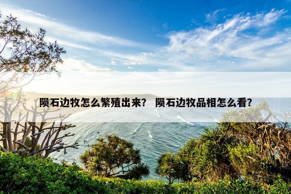 陨石边牧怎么繁殖出来？ 陨石边牧品相怎么看？