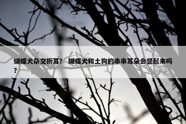 蝴蝶犬杂交折耳？ 蝴蝶犬和土狗的串串耳朵会竖起来吗？