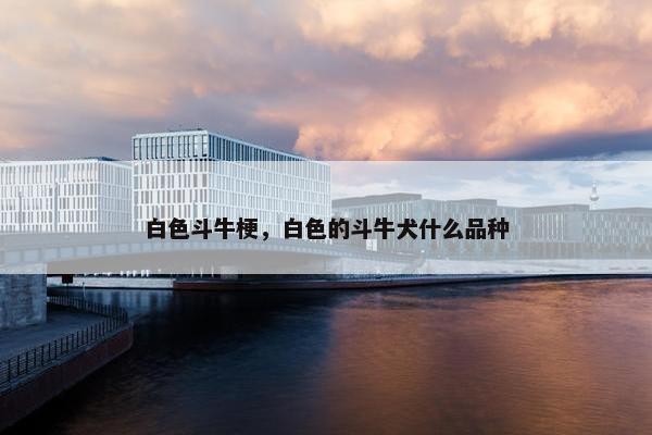 白色斗牛梗，白色的斗牛犬什么品种