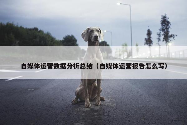 自媒体运营数据分析总结（自媒体运营报告怎么写）