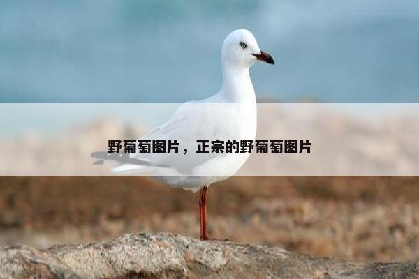 野葡萄图片，正宗的野葡萄图片