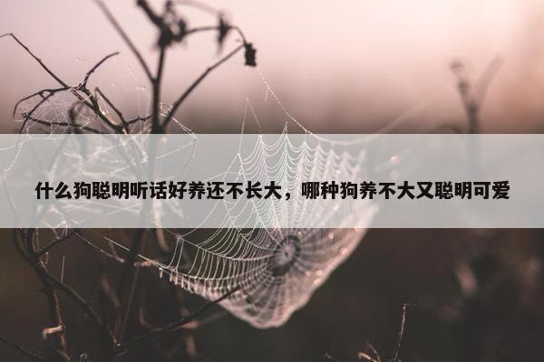 什么狗聪明听话好养还不长大，哪种狗养不大又聪明可爱