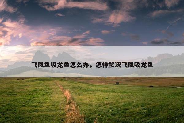 飞凤鱼吸龙鱼怎么办，怎样解决飞凤吸龙鱼