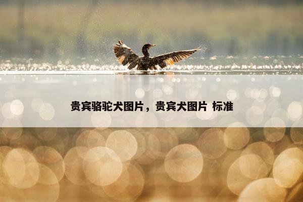贵宾骆驼犬图片，贵宾犬图片 标准